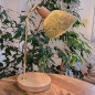 Lampe à poser en chêne massif, laiton pur et verre fusionné Lampe à poser en chêne massif, laiton pur et verre fusionné